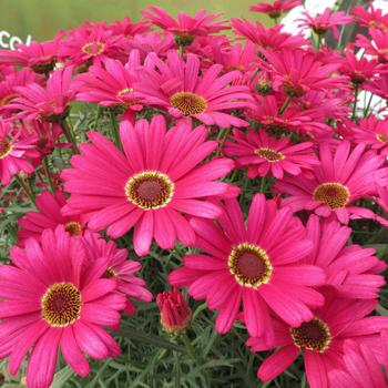 Grandaisy&reg; Dark Pink