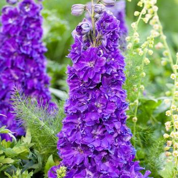 Delgenius™ 'Kingsley'