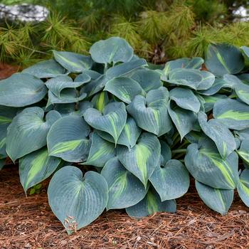'Touch of Class' Hosta, Plantain Lily 'Touch of Class' Hosta, Plantain Lily