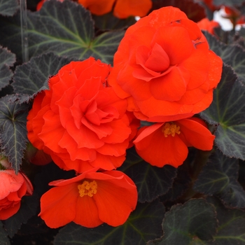 Begonia  Begonia