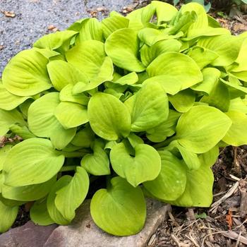 'Sun Mouse' Hosta, Plantain Lily 'Sun Mouse' Hosta, Plantain Lily