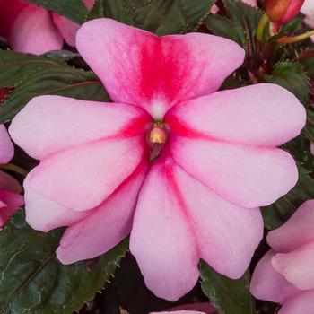 Spectra™ Pink Bicolor Spectra™ Pink Bicolor