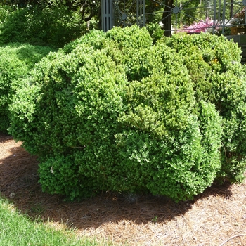 Green Velvet Boxwood Green Velvet Boxwood