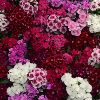 Floral Lace™ Mix Floral Lace™ Mix