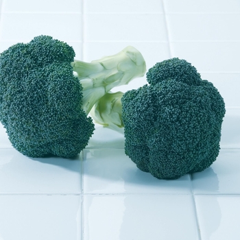 Broccoli Broccoli