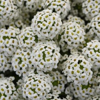 Alyssum Alyssum
