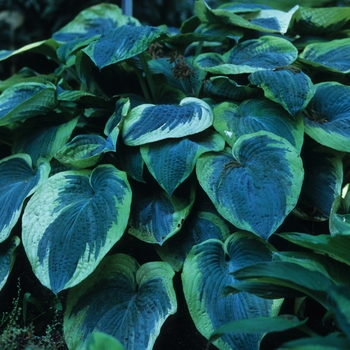 Plantain Lily Plantain Lily