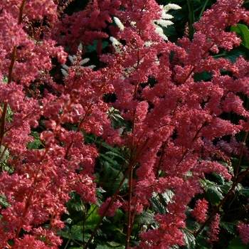 False Spirea False Spirea