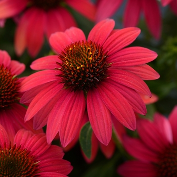 Coneflower Coneflower