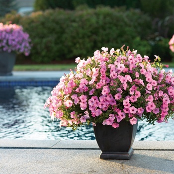Supertunia&reg; Vista Bubblegum