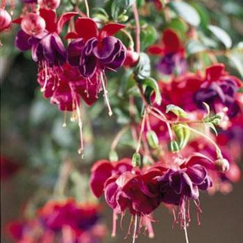 Fuchsia