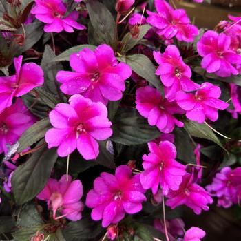 SunPatiens&reg; Compact Purple Candy Imp