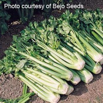 Celery Celery