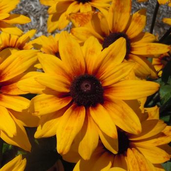 Sunbeckia® 'Carla' Sunbeckia® 'Carla'