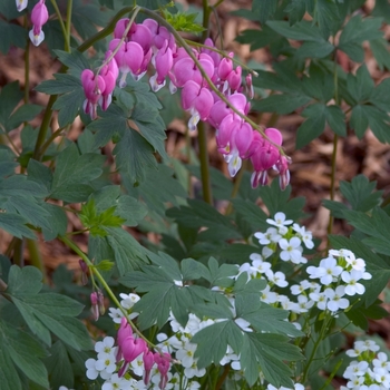 Bleeding Heart Bleeding Heart