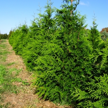Green Giant Arborvitae Green Giant Arborvitae
