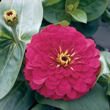 Zinnia 