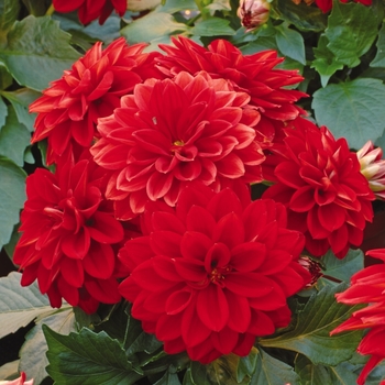 Dahlietta&reg; Tessy
