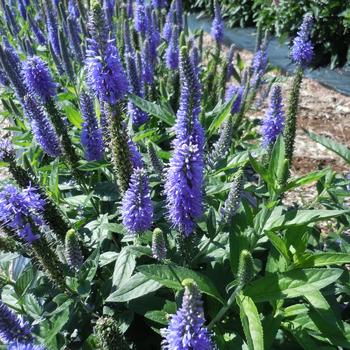 Speedwell Speedwell