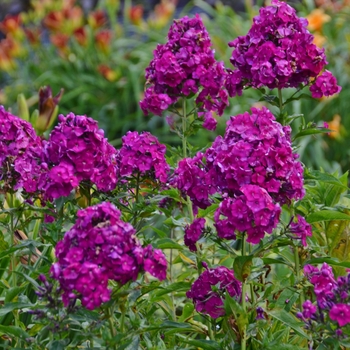 Garden Phlox Garden Phlox