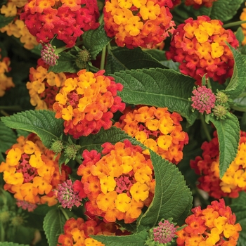 Lantana Lantana