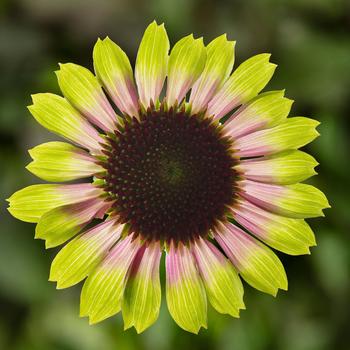 Coneflower