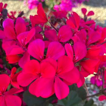Caldera&trade; Hot Pink