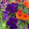 Planting the Color Wheel Part 2: Complementary Colors