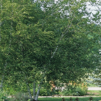 'Whitespire' Asian White Birch 'Whitespire' Asian White Birch