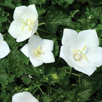 Bellflower Bellflower