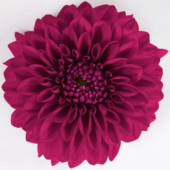Dahlia Dahlia