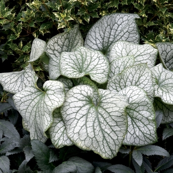Heartleaf Brunnera