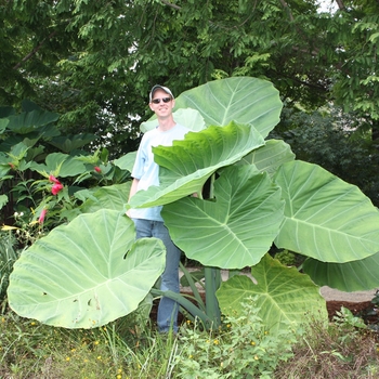 Thailand Giant Thailand Giant