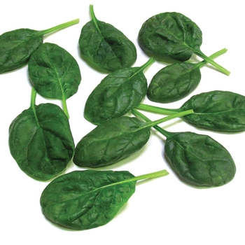 Spinach