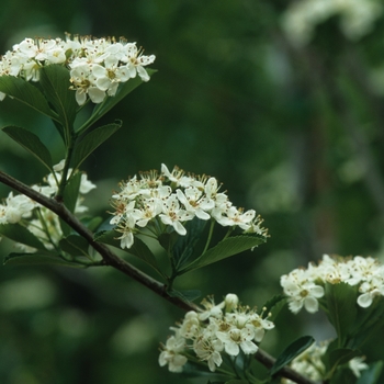 'Crusader®' Hawthorn 'Crusader®' Hawthorn