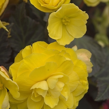 Begonia, Nonstop® Begonia, Nonstop®
