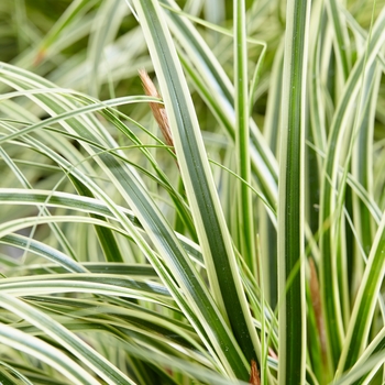Sedge Sedge