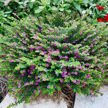 FloriGlory® 'Diana' Mexican Heather