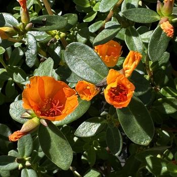 Mojave® Mango Mojave® Mango