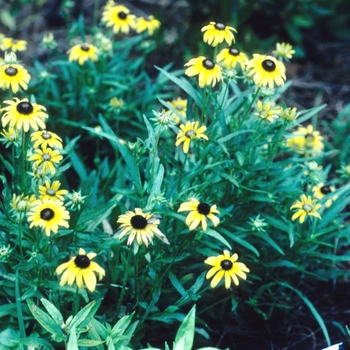 Black-eyed Susan