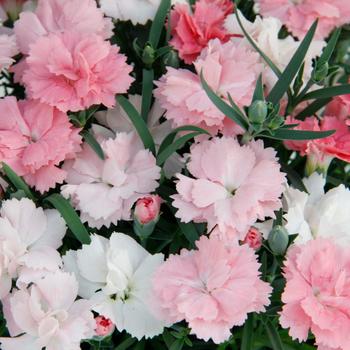 Border Carnation Border Carnation
