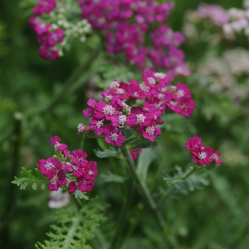 Yarrow Yarrow