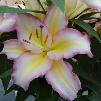 Oriental Lily Oriental Lily