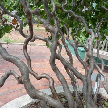 Harry Lauder's Walking Stick Harry Lauder's Walking Stick