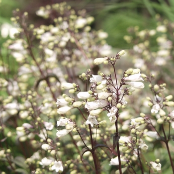Beardtongue Beardtongue