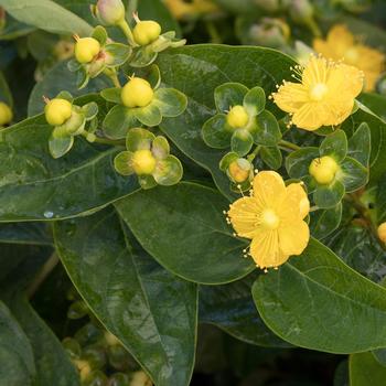 FloralBerry® Chardonnay St. John's Wort