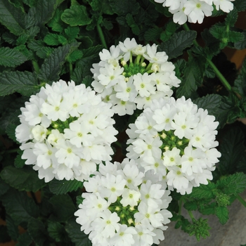 Verbena Verbena