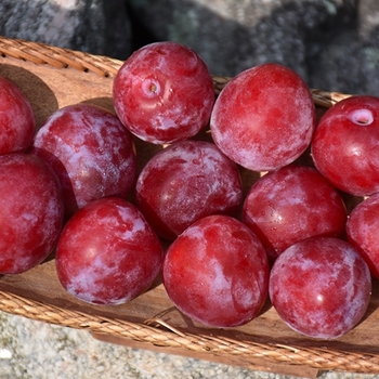 'Superior' Plum