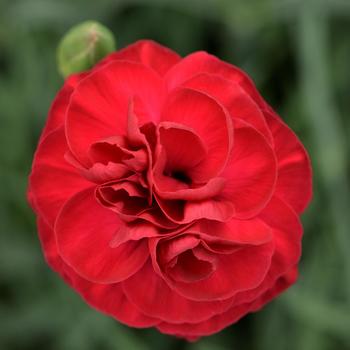 Border Carnation Border Carnation