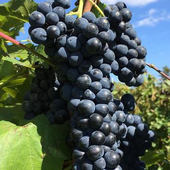 Grape Grape